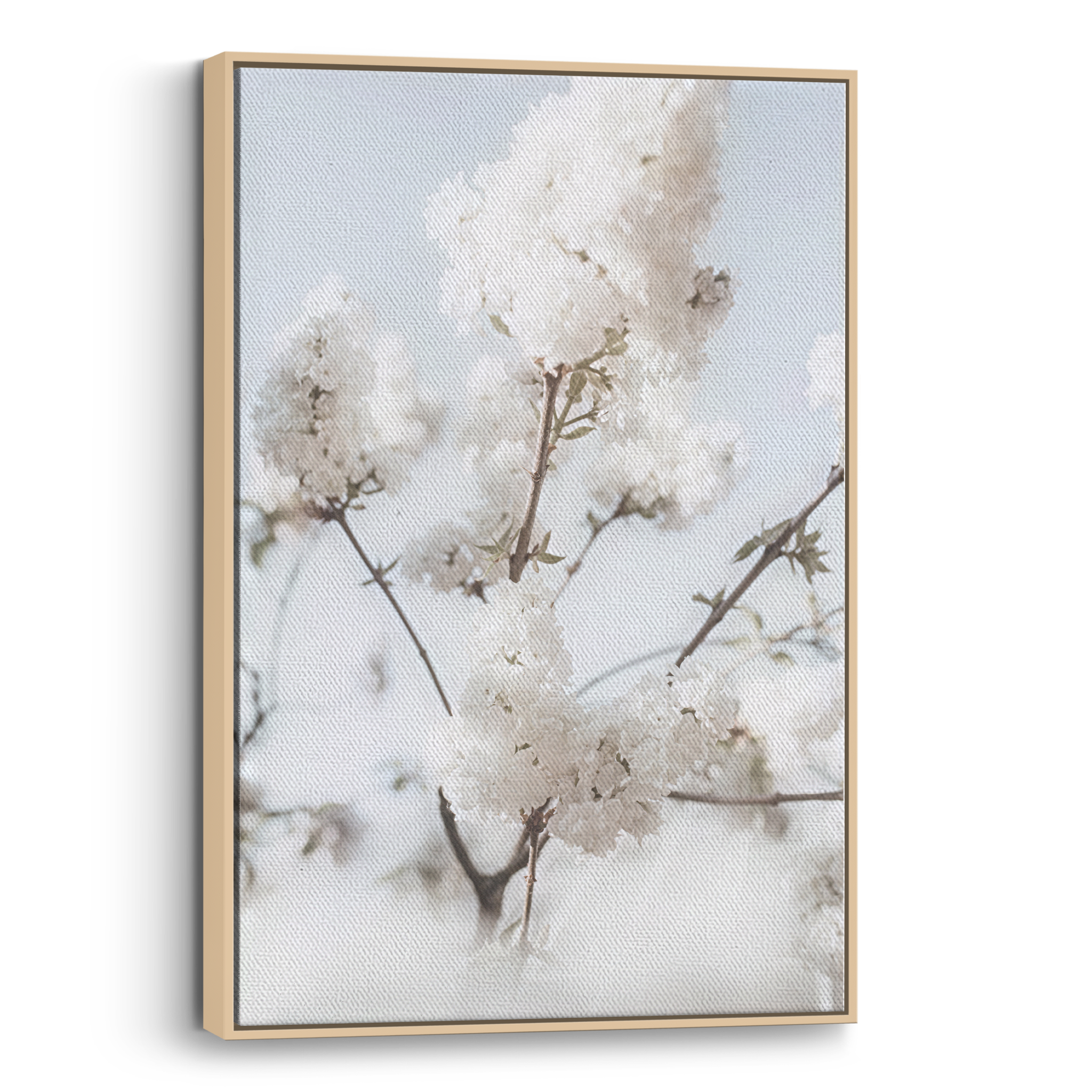 Blooming White Canvas