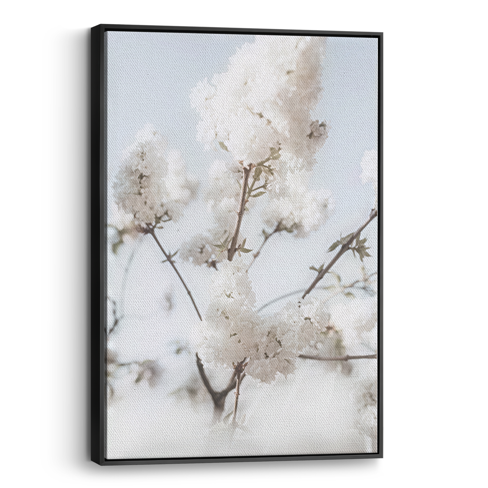 Blooming White Canvas