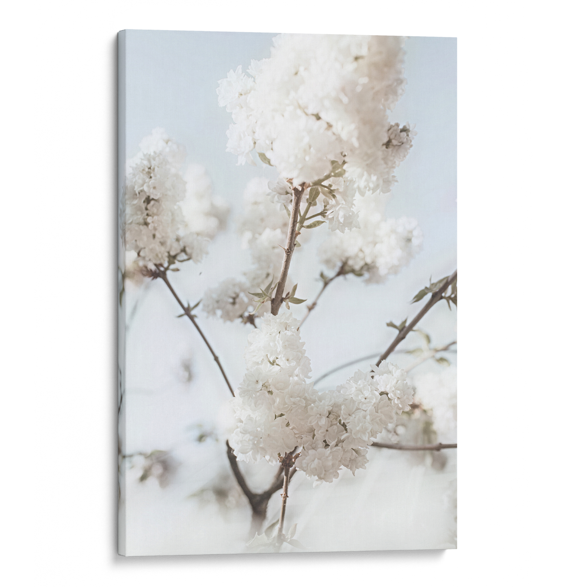 Blooming White Canvas