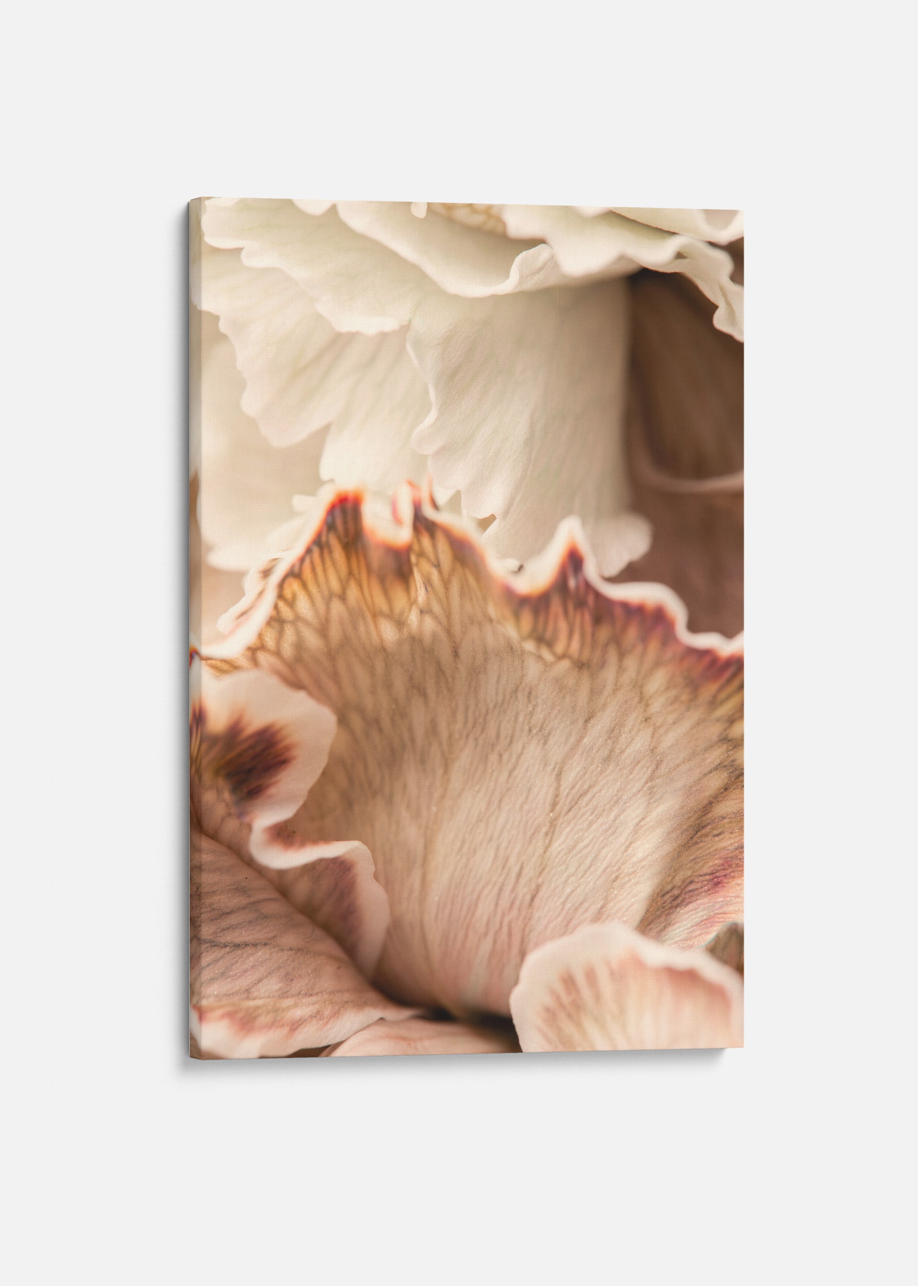 Beige Petals Canvas