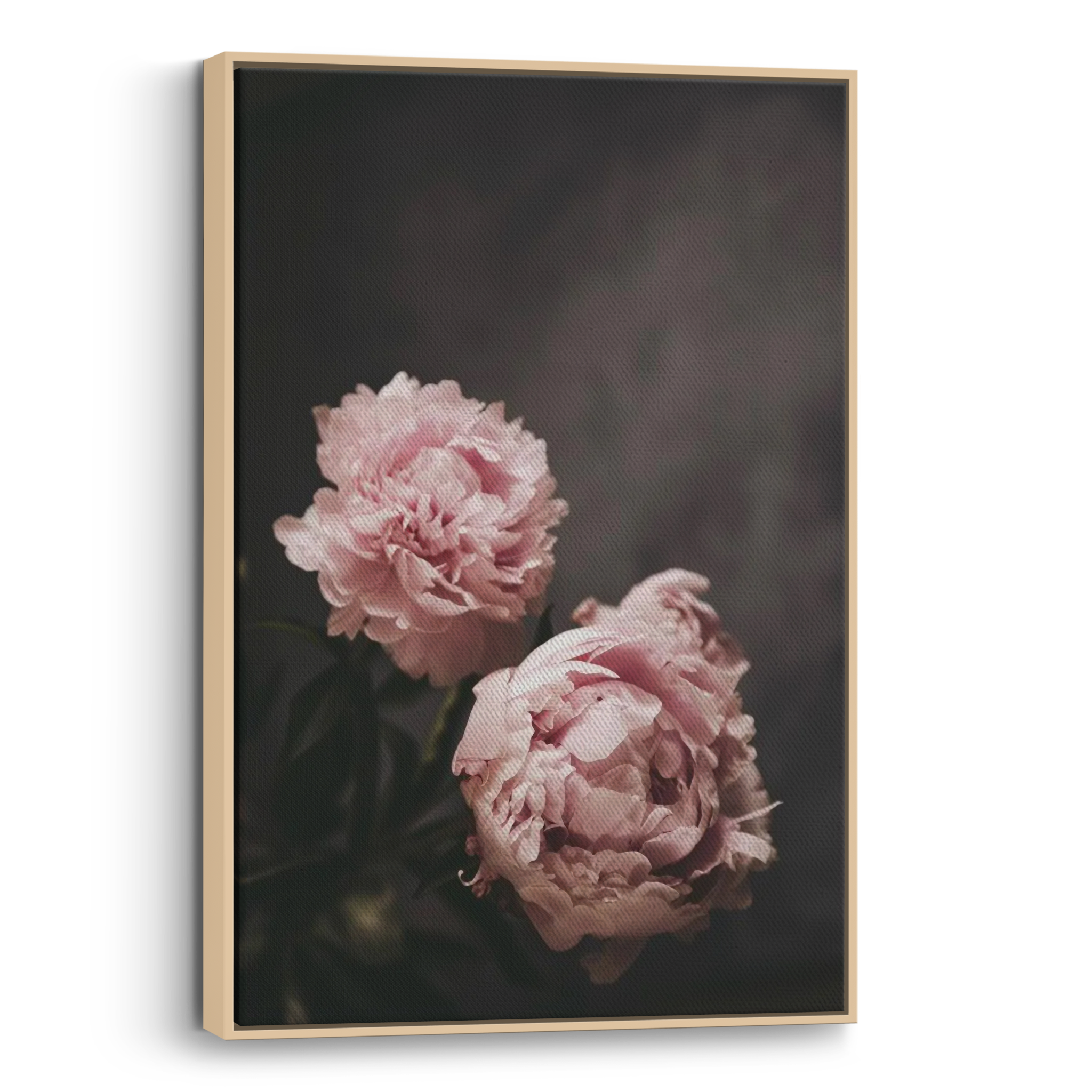 Peonies Canvas