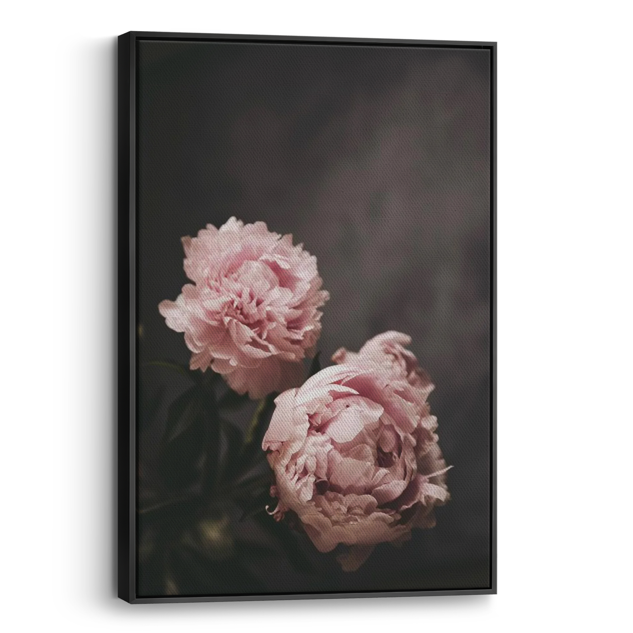 Peonies Canvas