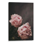 Peonies Canvas