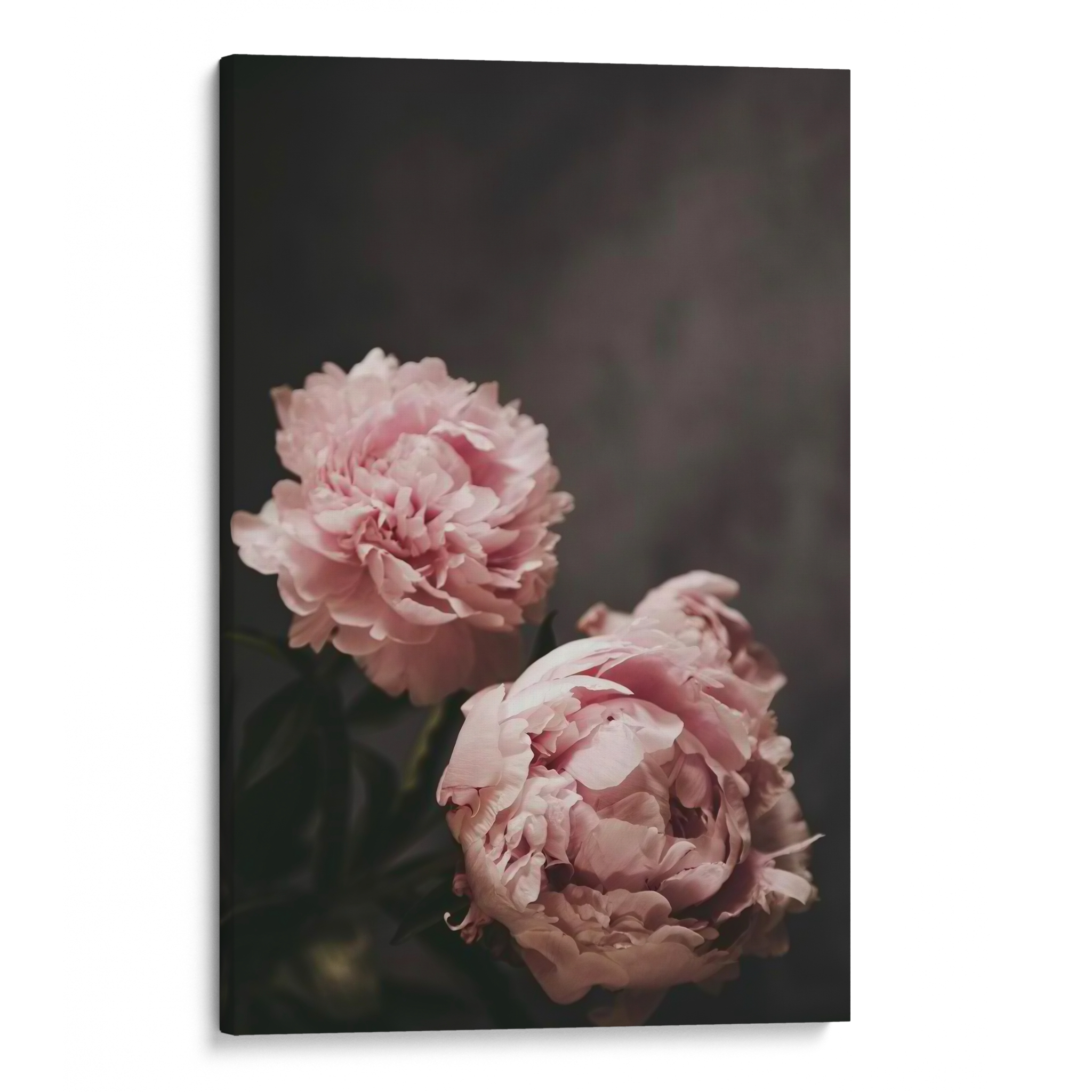 Peonies Canvas