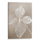 Dried Flower Canvas
