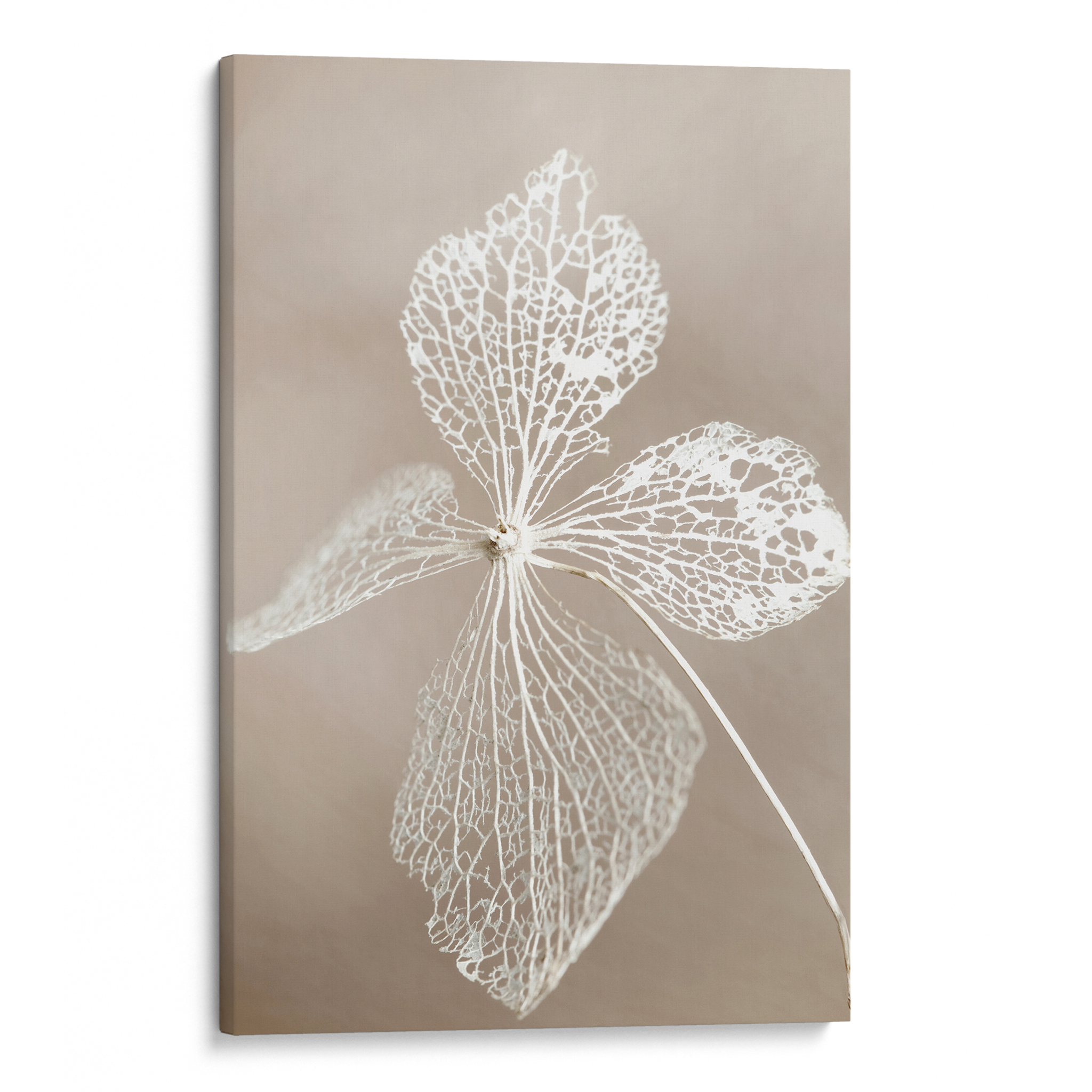 Dried Flower Canvas