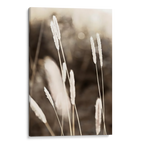 Evening Summer Field Canvas