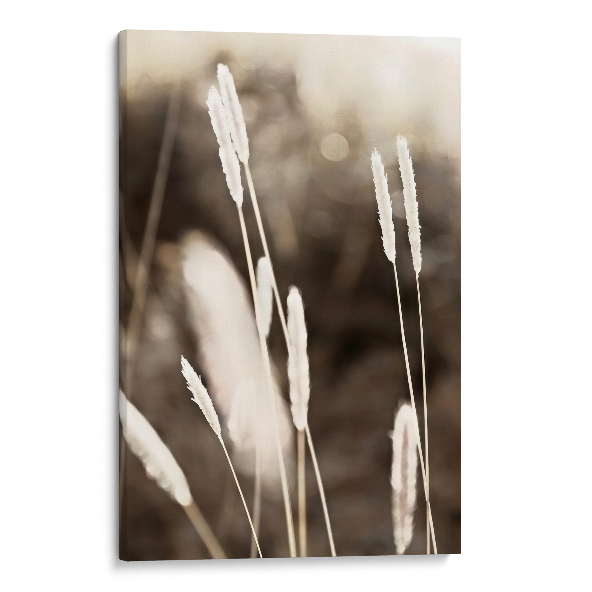 Evening Summer Field Canvas