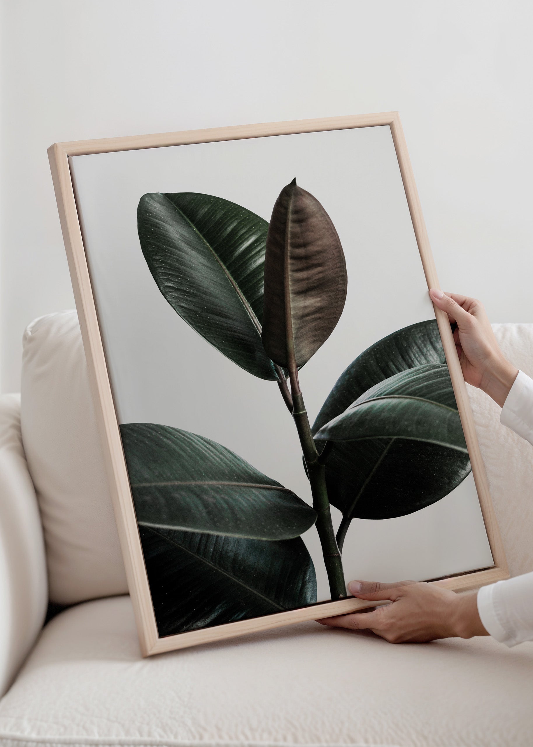 Rubber Plant 2 Canvas