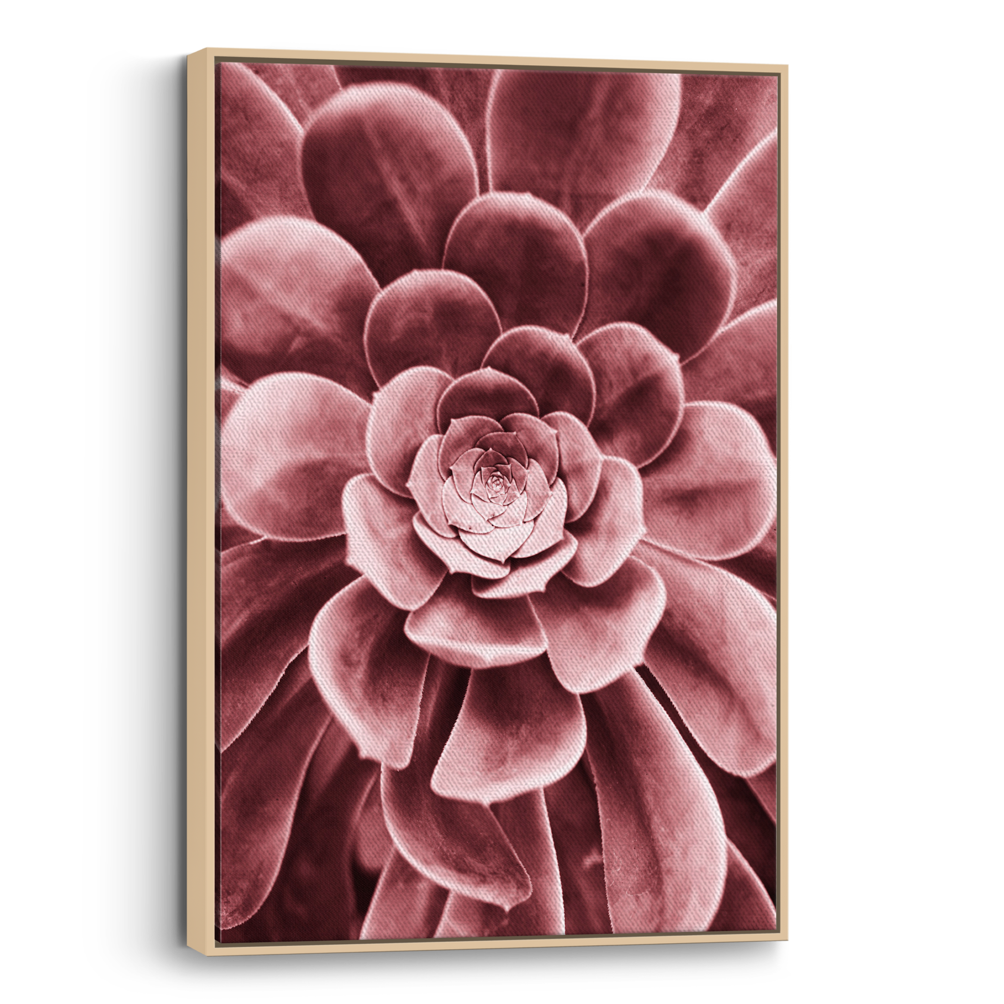 Red Succulent Canvas