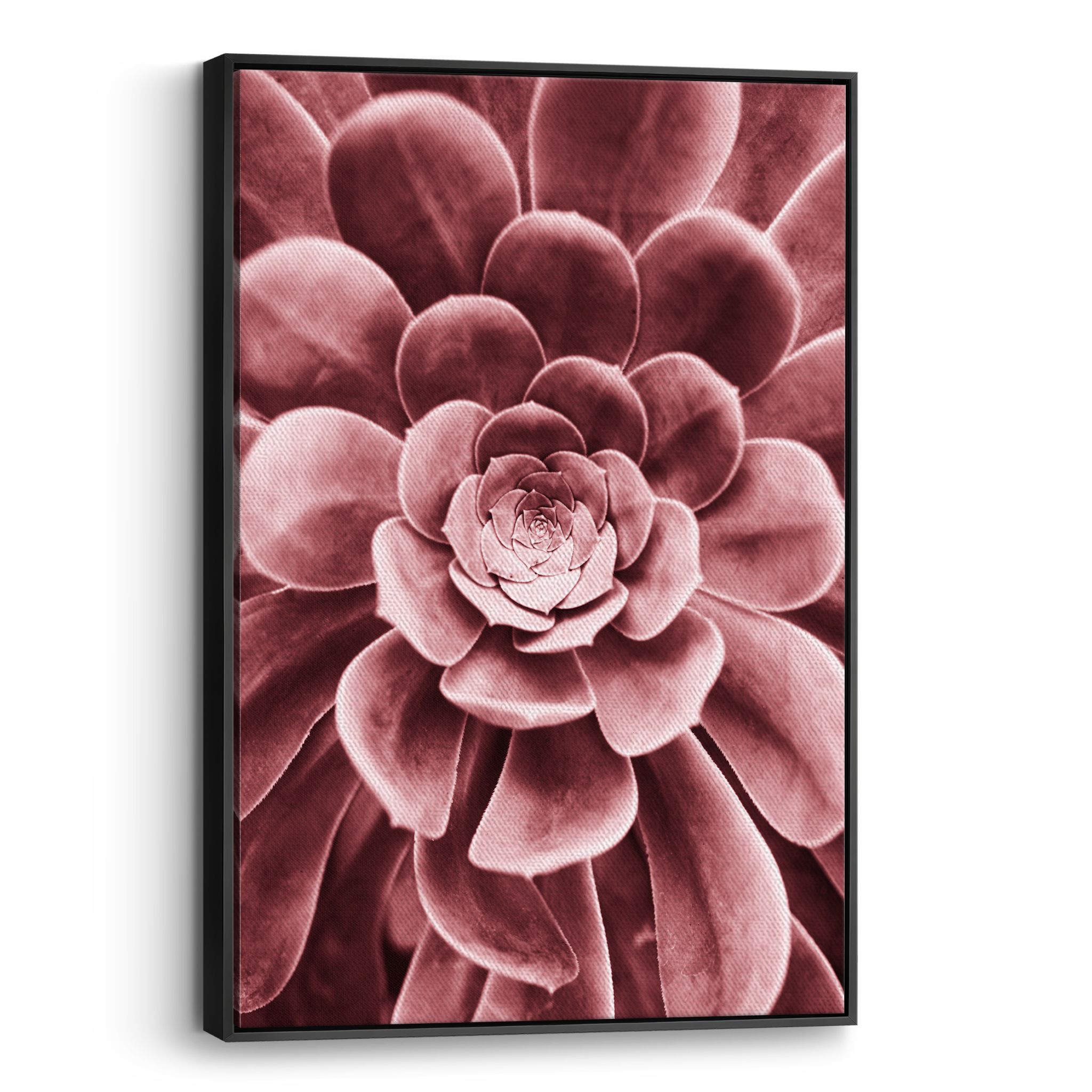 Red Succulent Canvas