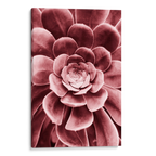Red Succulent Canvas