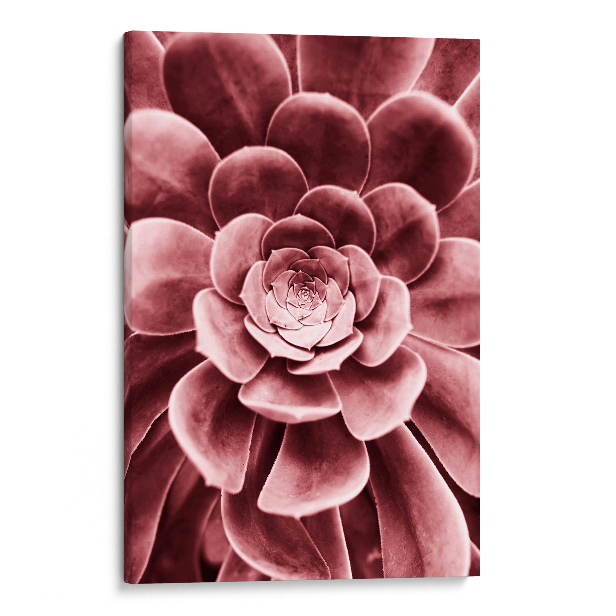 Red Succulent Canvas