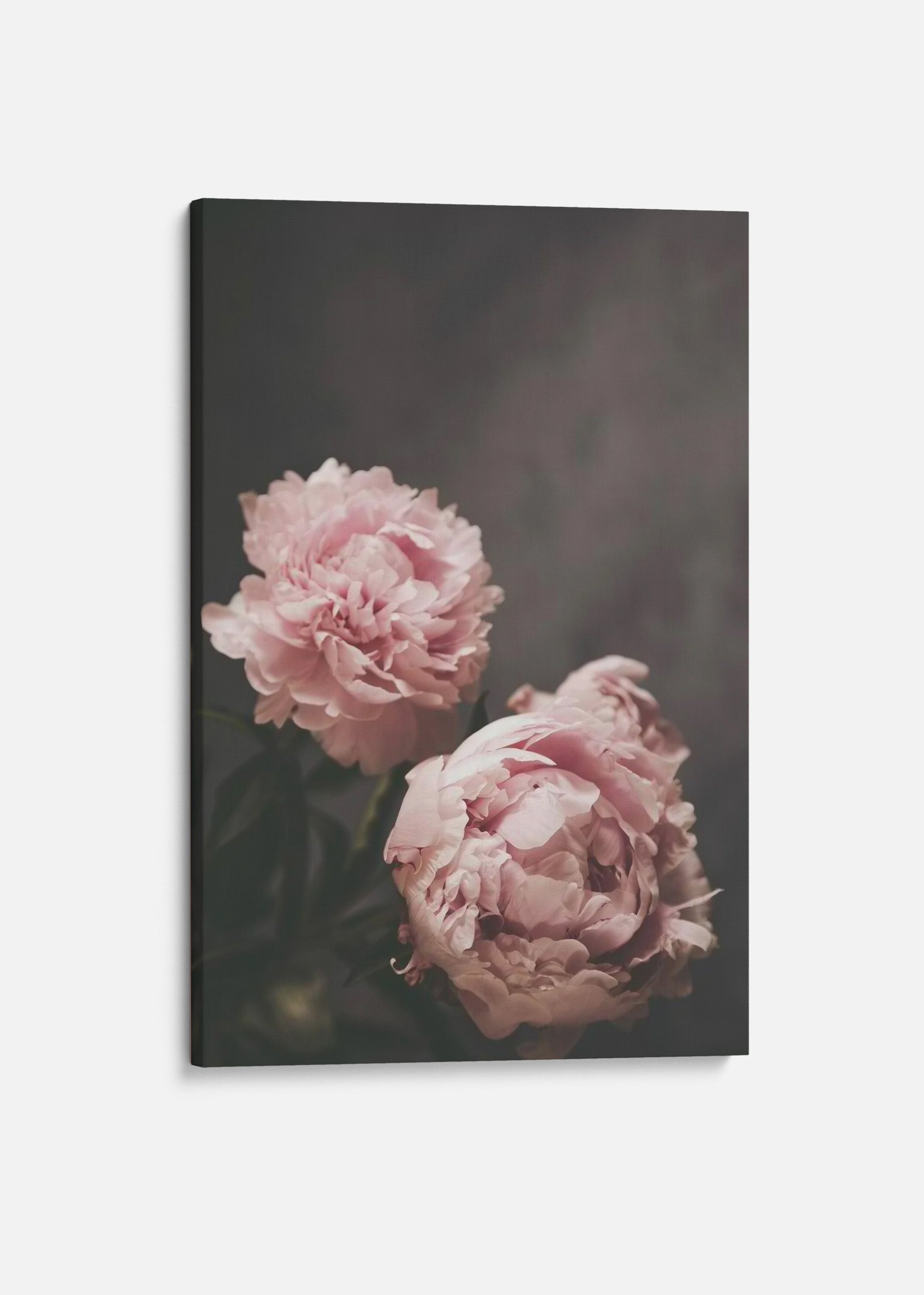 Lovely Peonies Canvas