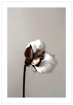 Cotton Plant Poster - KAMAN