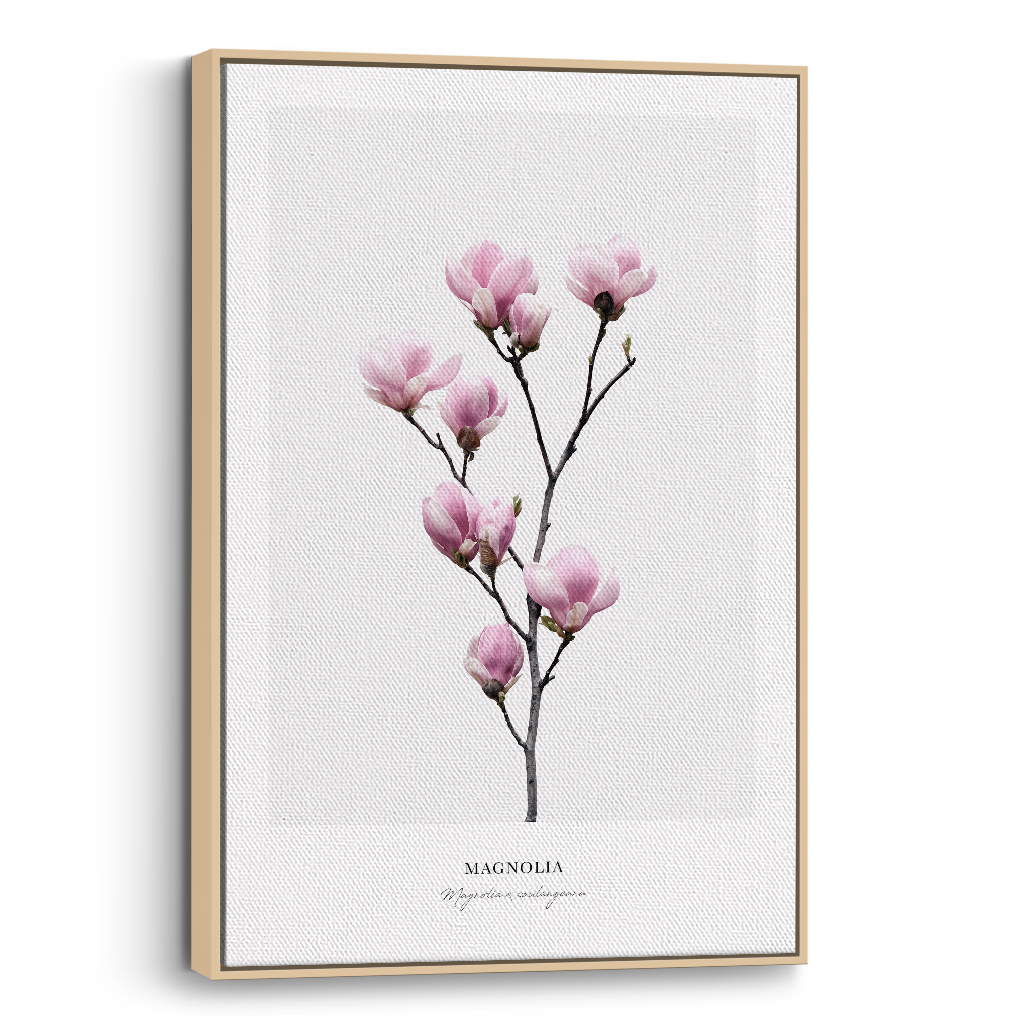 Magnolia Canvas