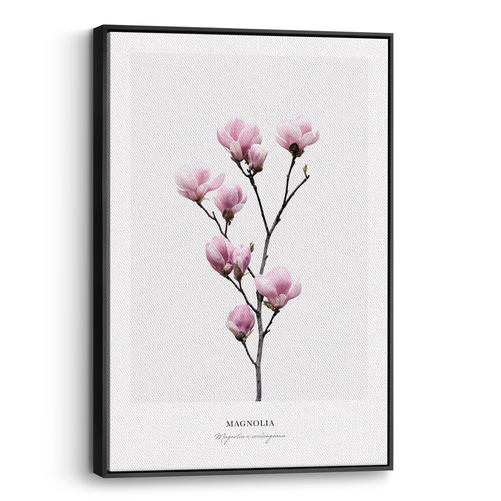 Magnolia Canvas