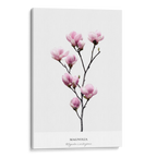 Magnolia Canvas