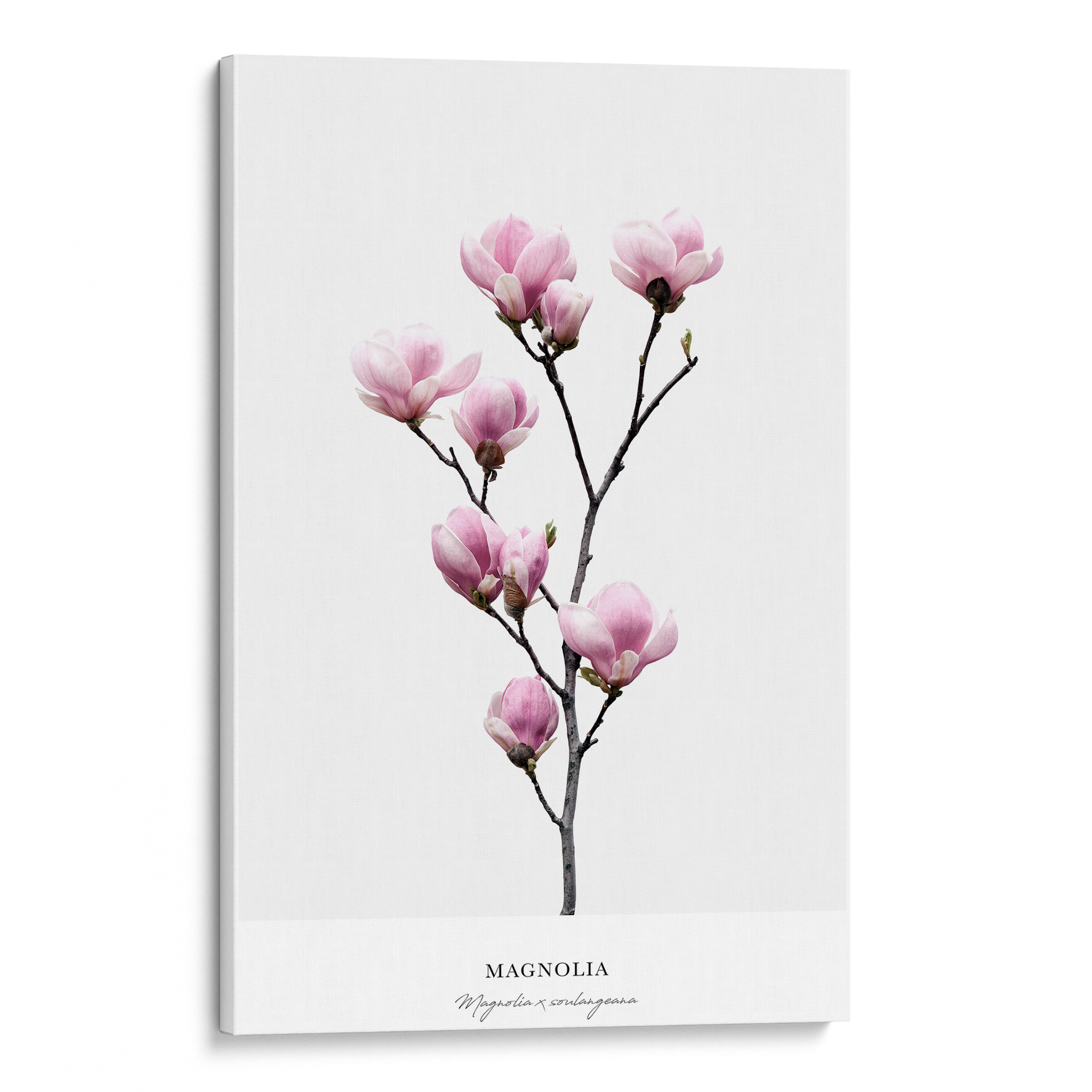 Magnolia Canvas