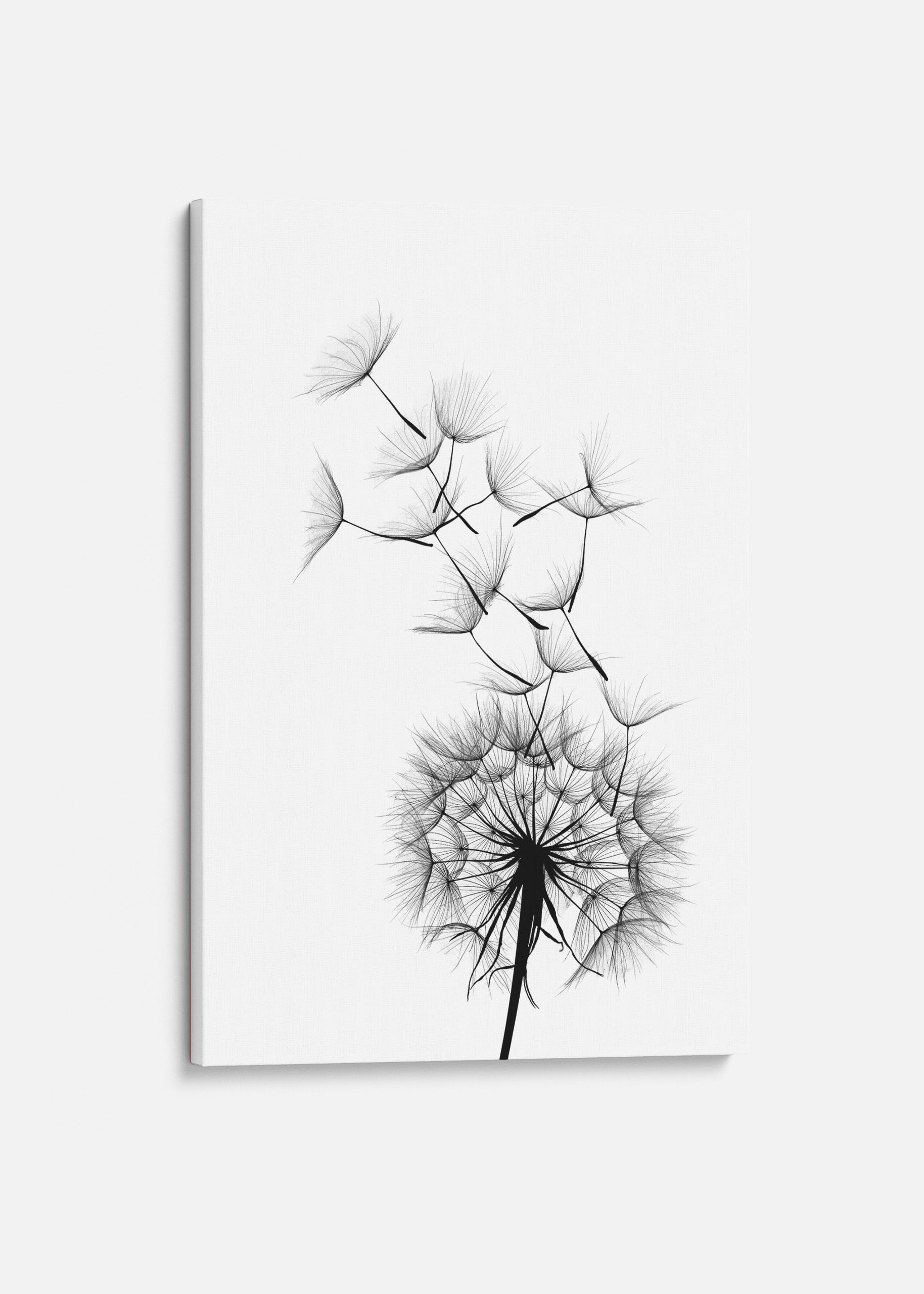 Dandelion no3 Canvas