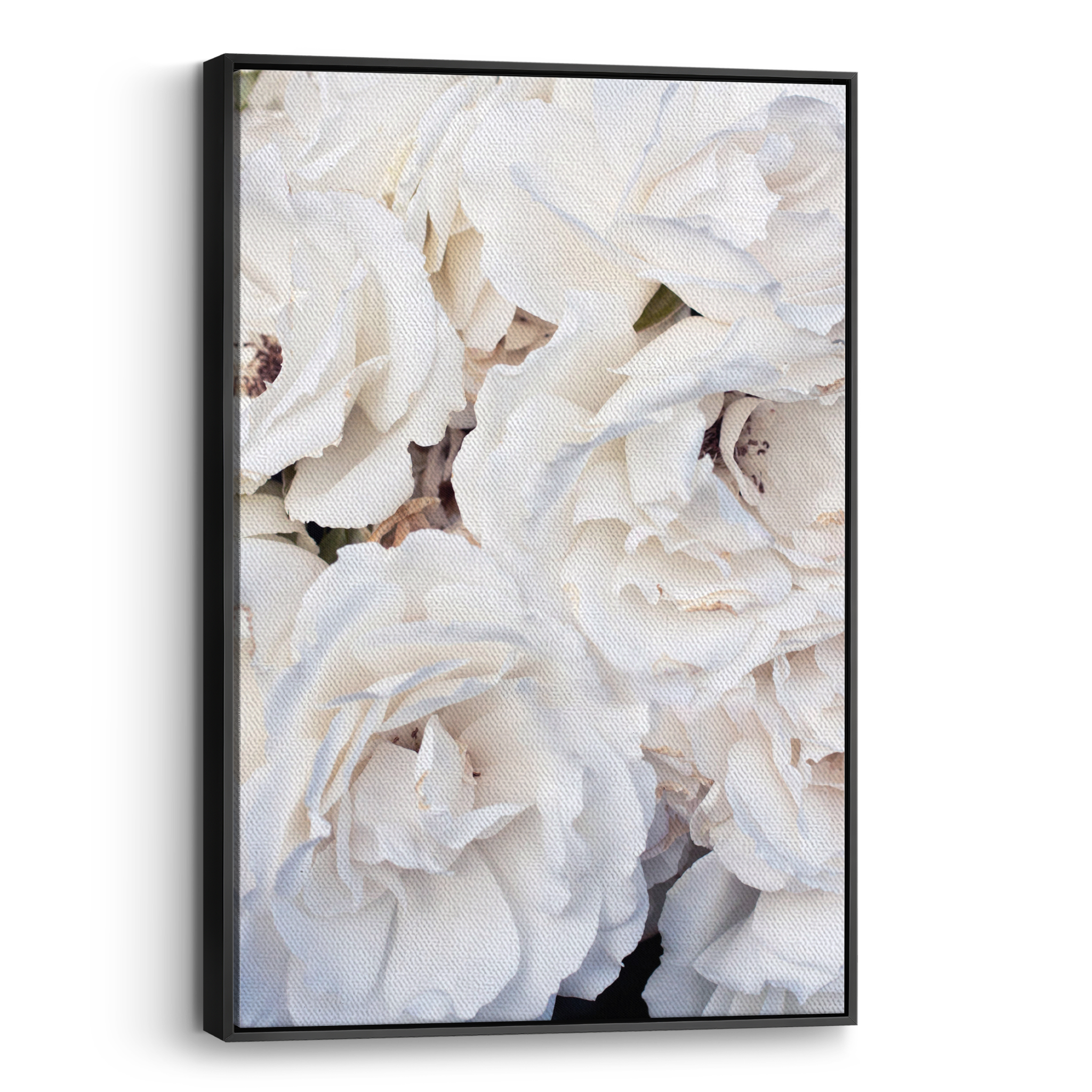 White Roses Canvas