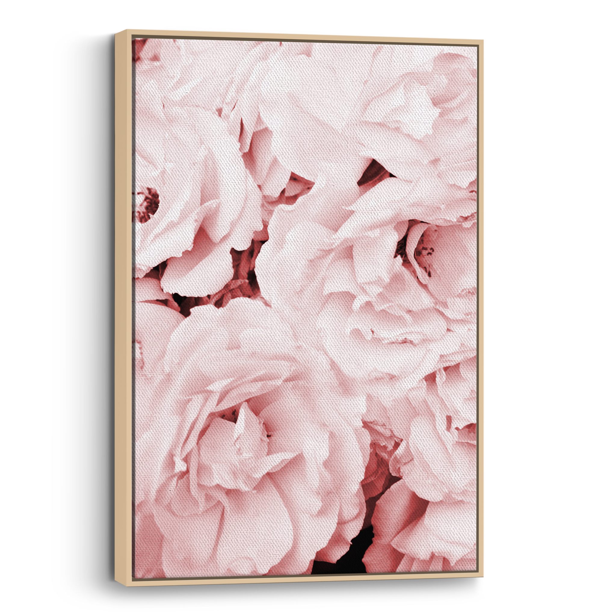 Pink Roses Canvas