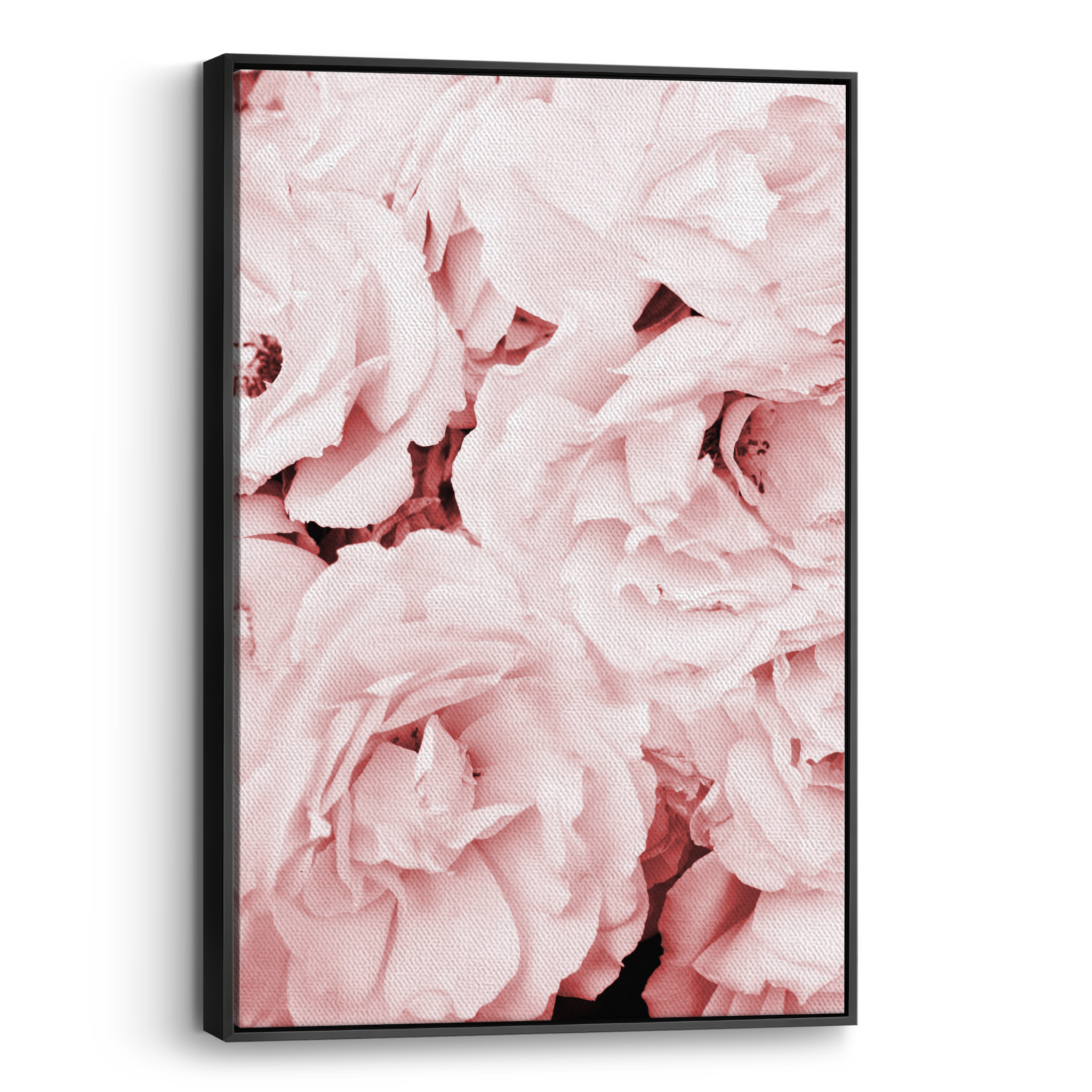 Pink Roses Canvas