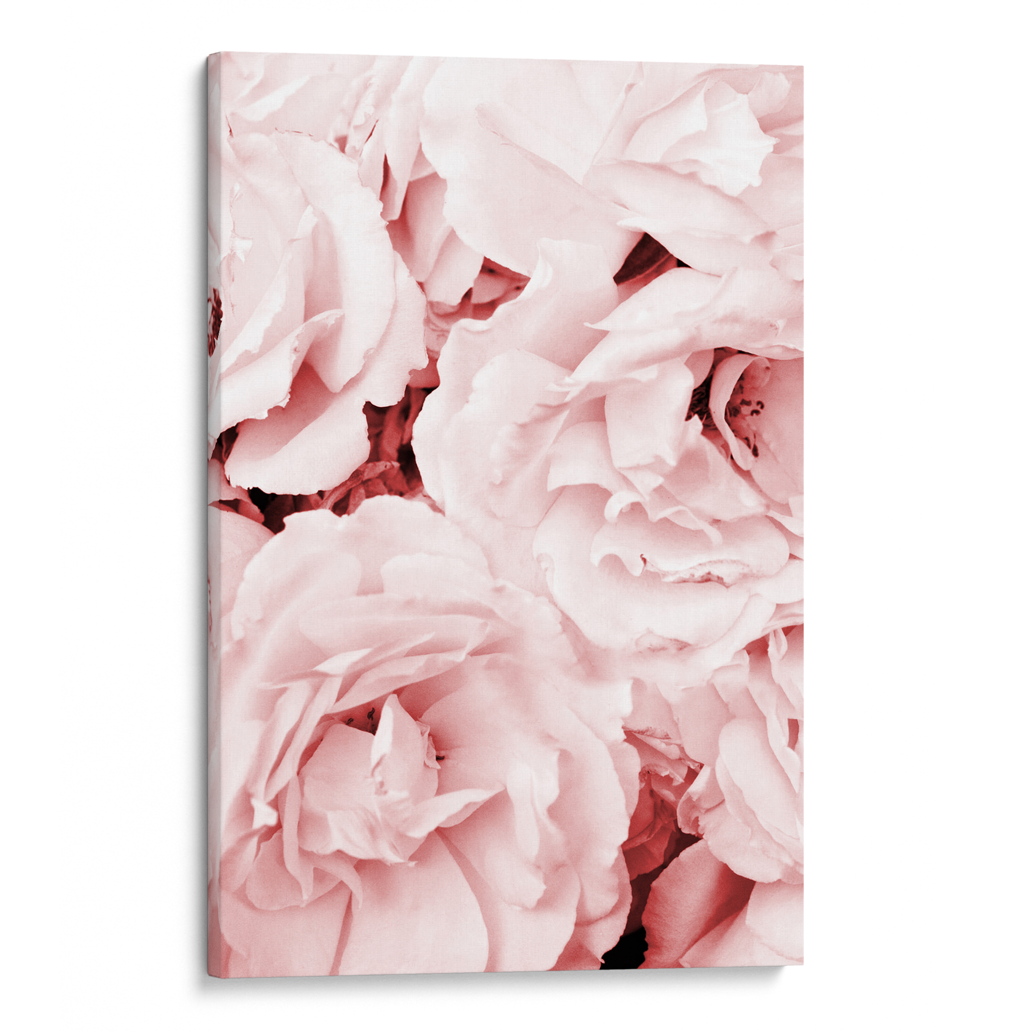 Pink Roses Canvas