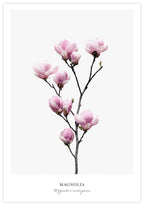 Magnolia Poster