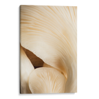 Closeup Mushroom Canvas