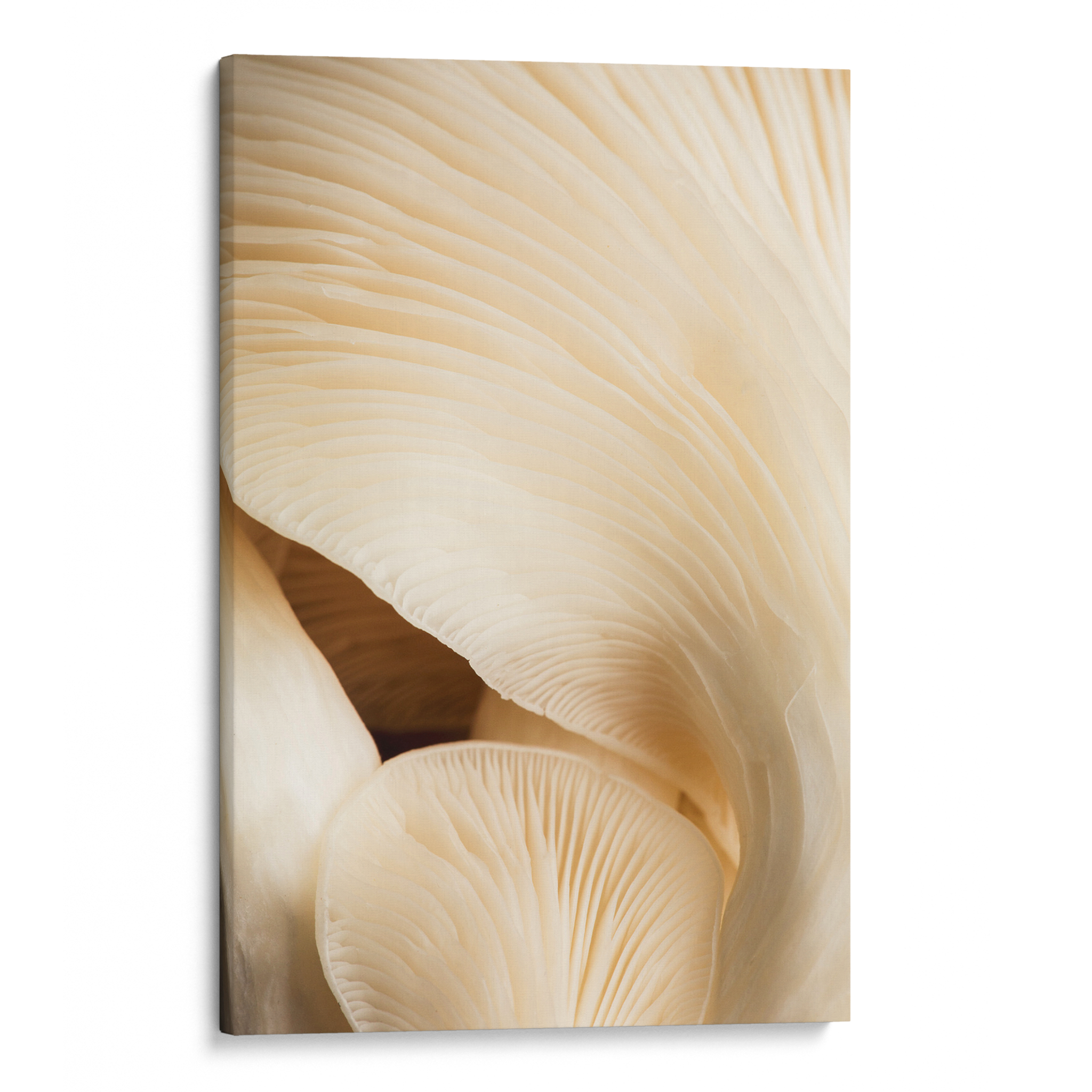 Closeup Mushroom Canvas