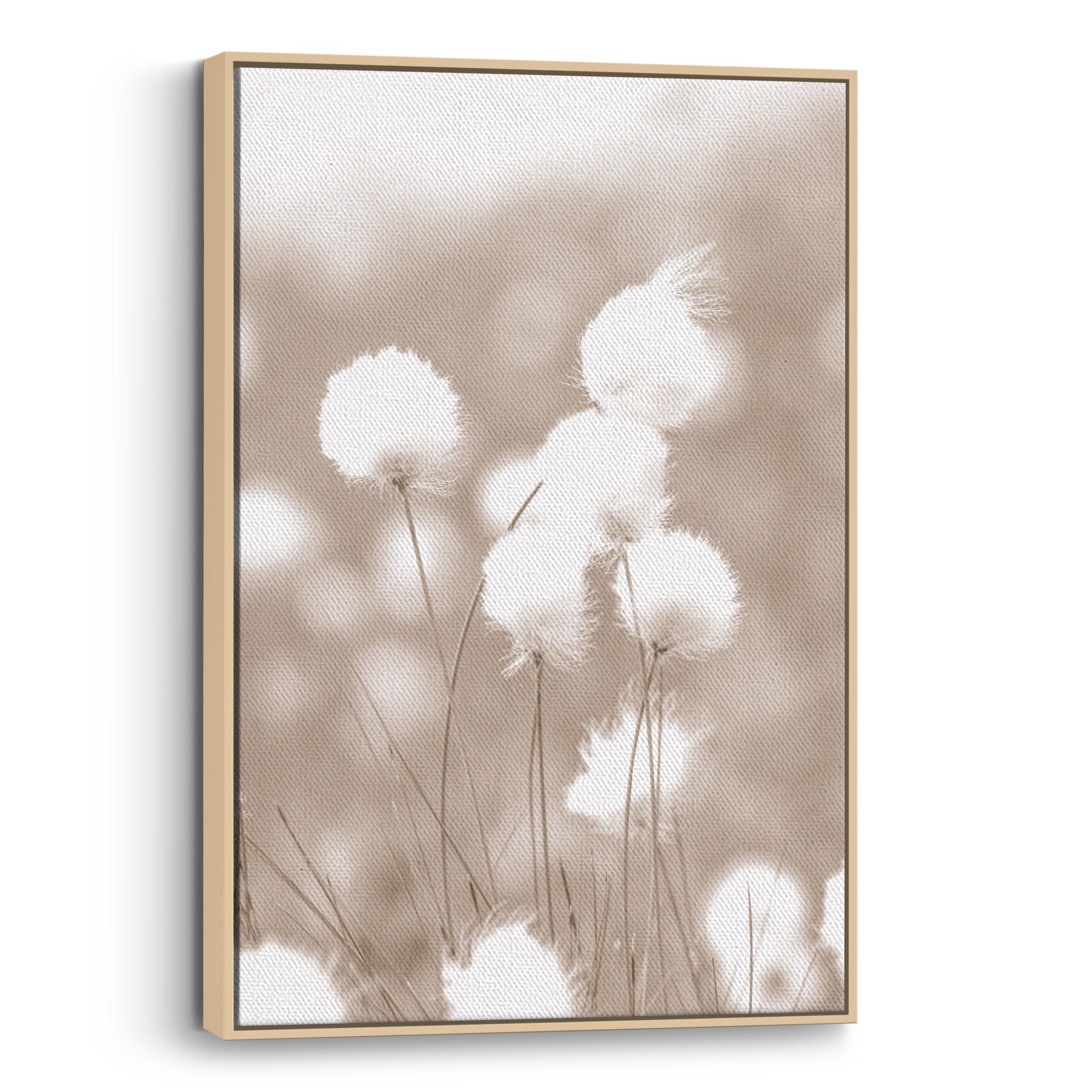 Cottongrass Canvas