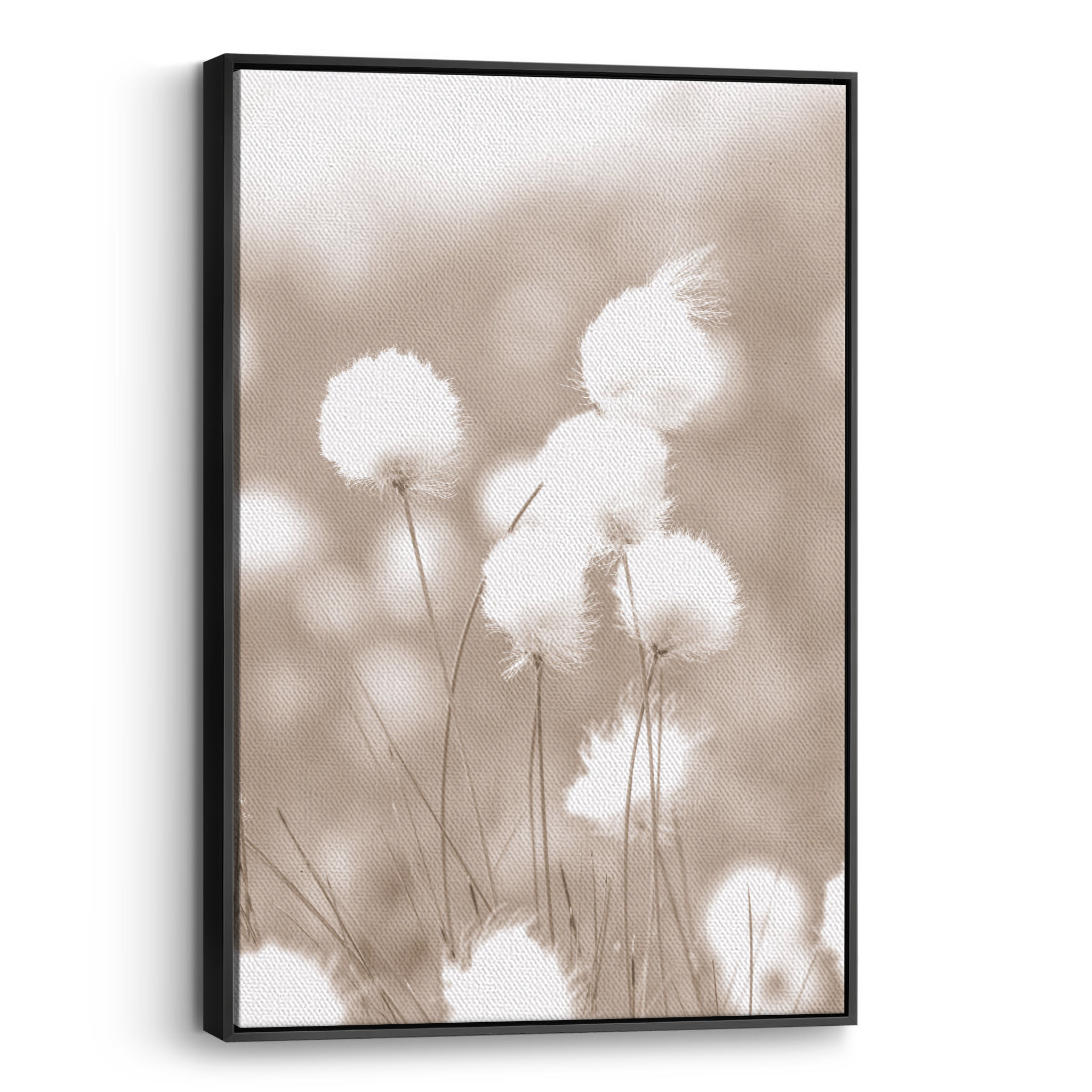 Cottongrass Canvas