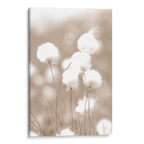 Cottongrass Canvas