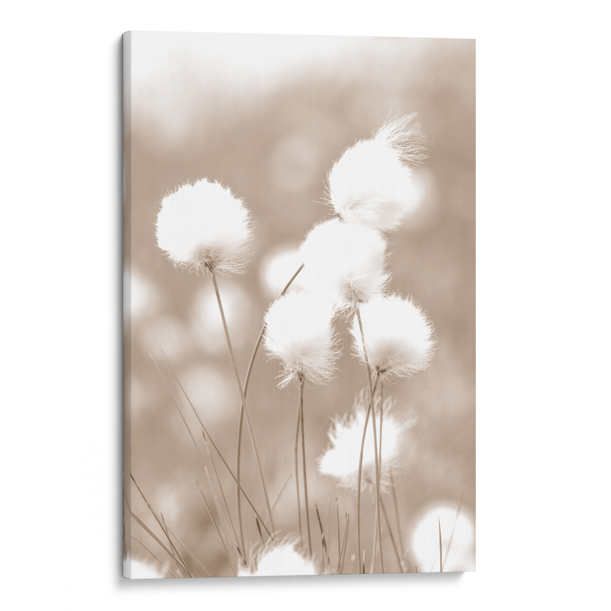 Cottongrass Canvas
