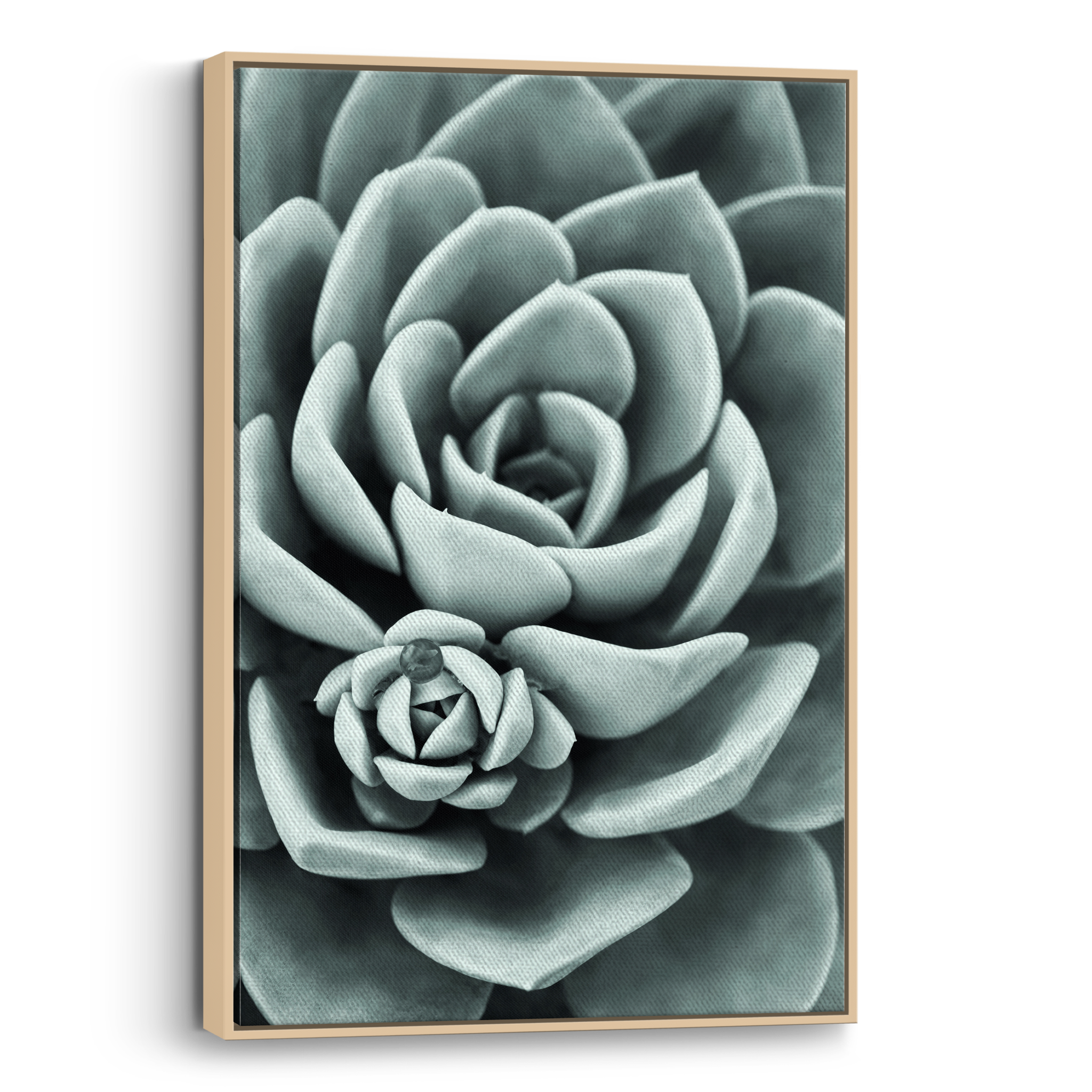 Mint Green Succulent Canvas