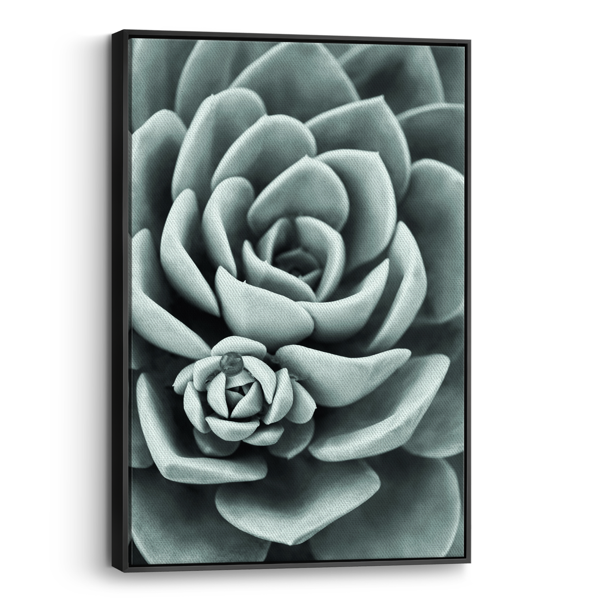 Mint Green Succulent Canvas