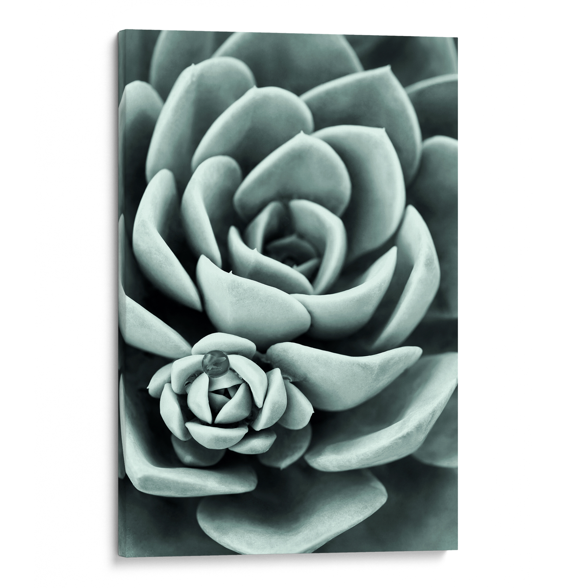 Mint Green Succulent Canvas