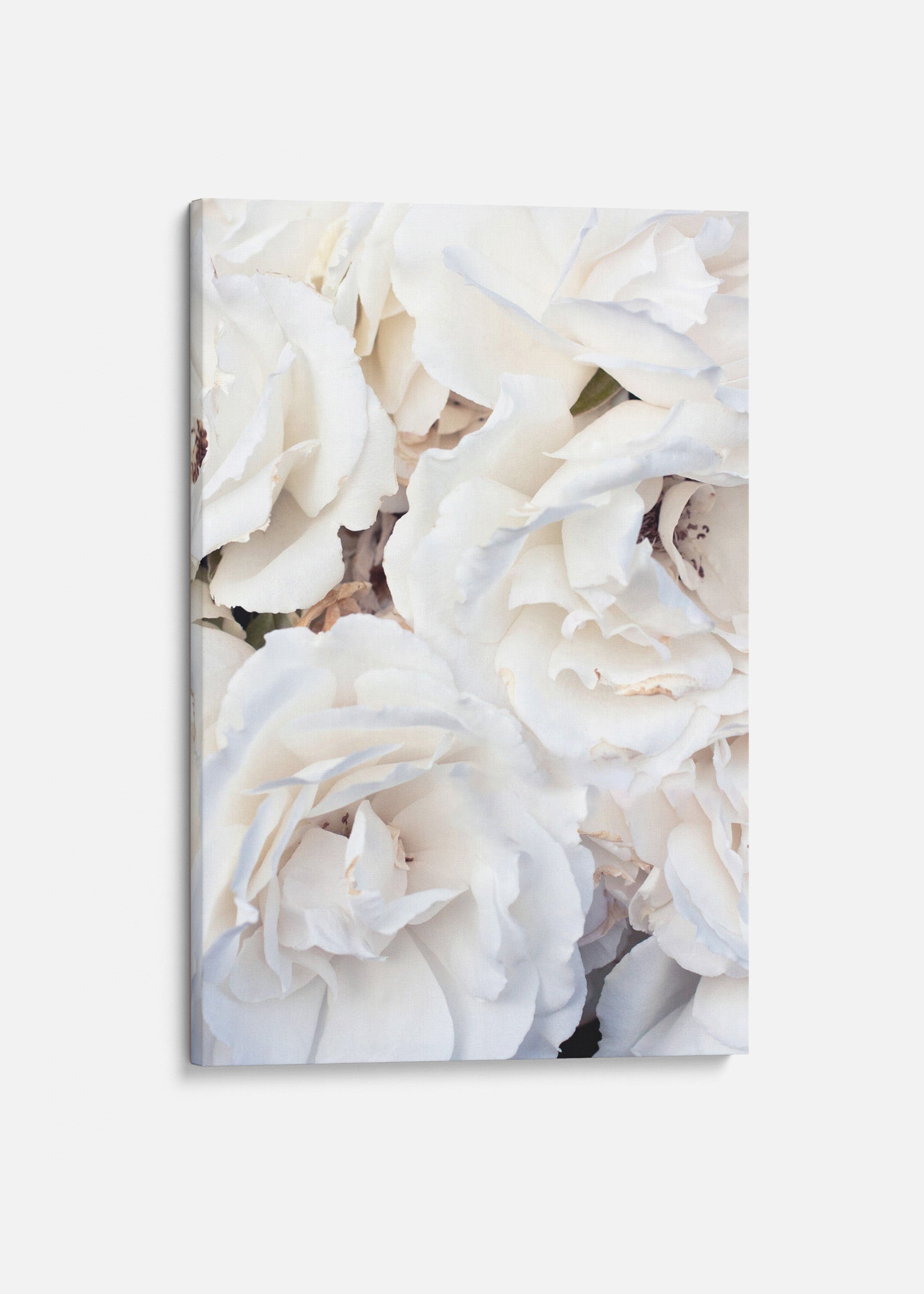 White Roses Canvas