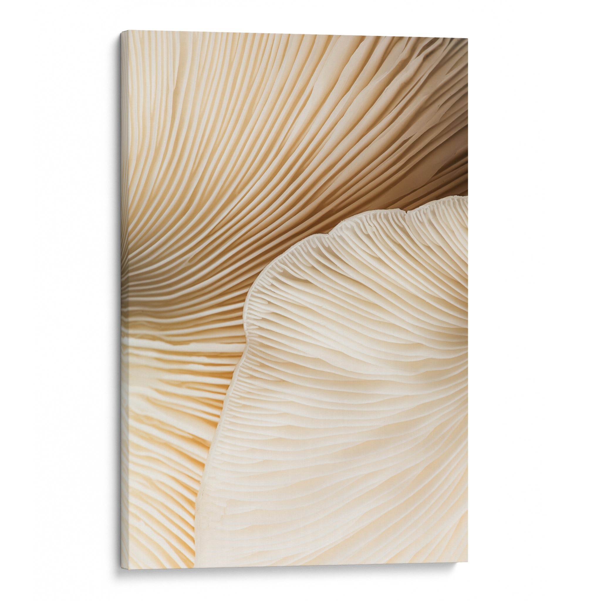 Closeup Mushroom no2 Canvas