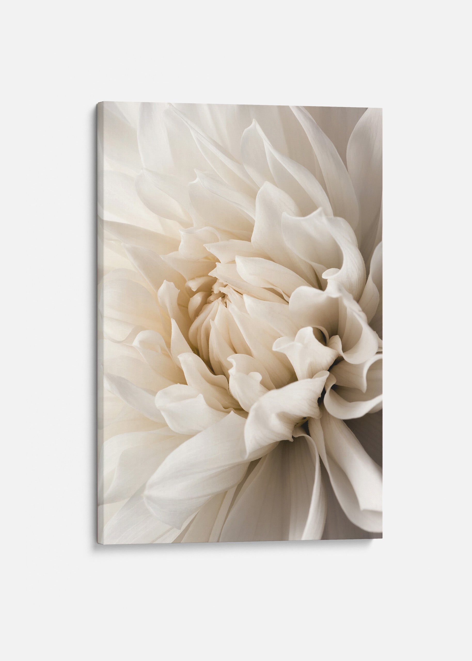 White Dahlia Canvas