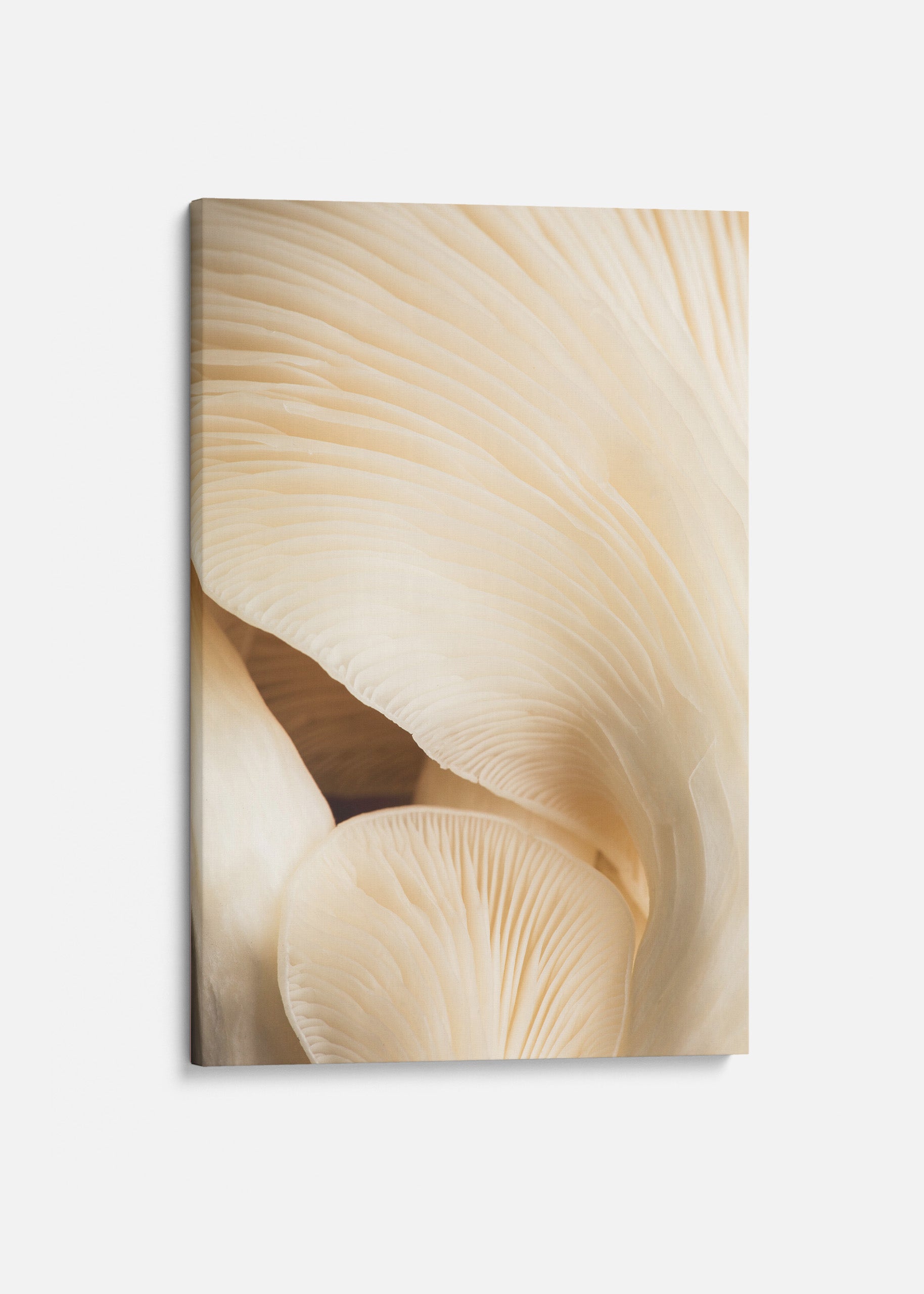 Closeup Mushroom Canvas