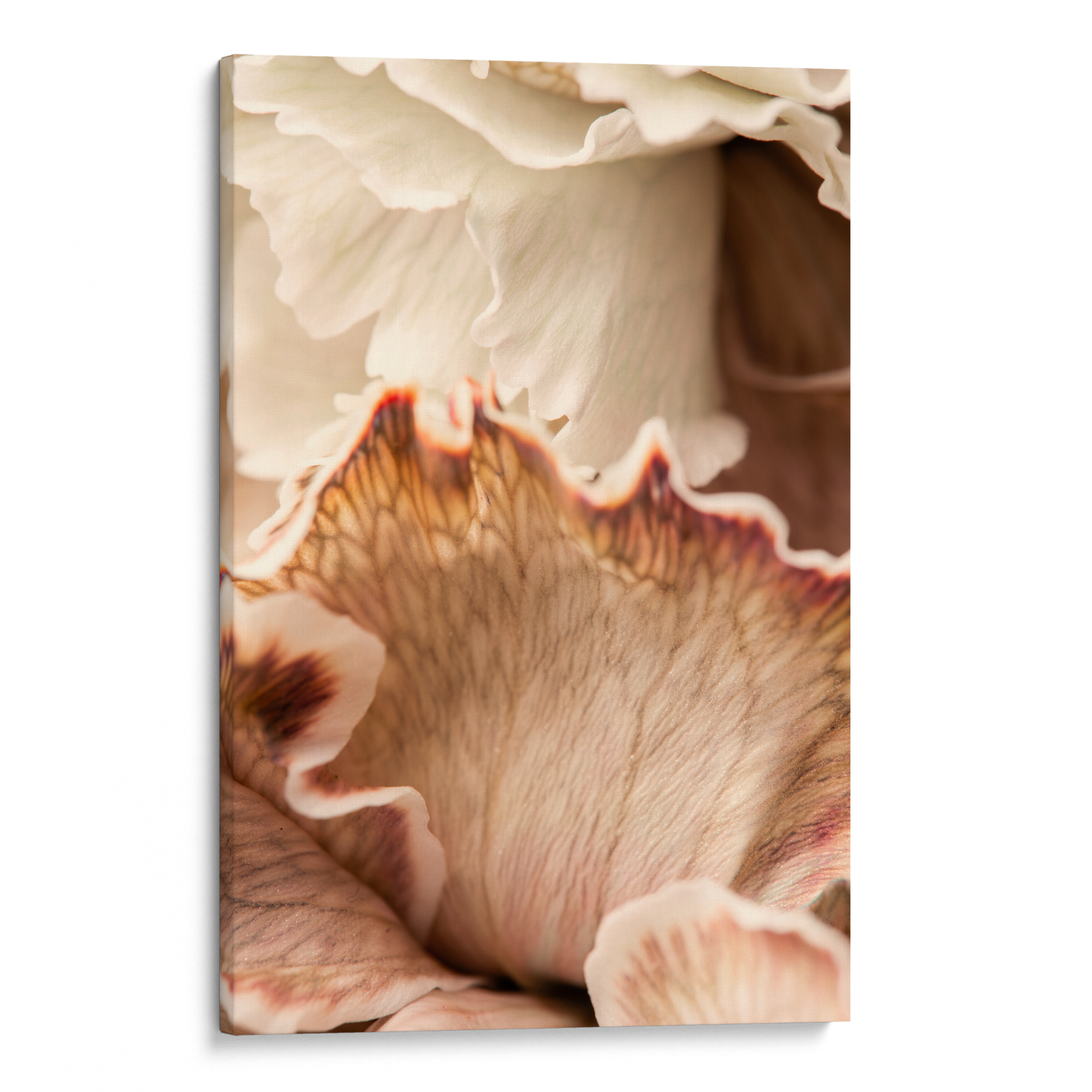 Beige Petals Canvas