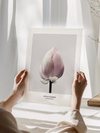 Lotus Flower Poster