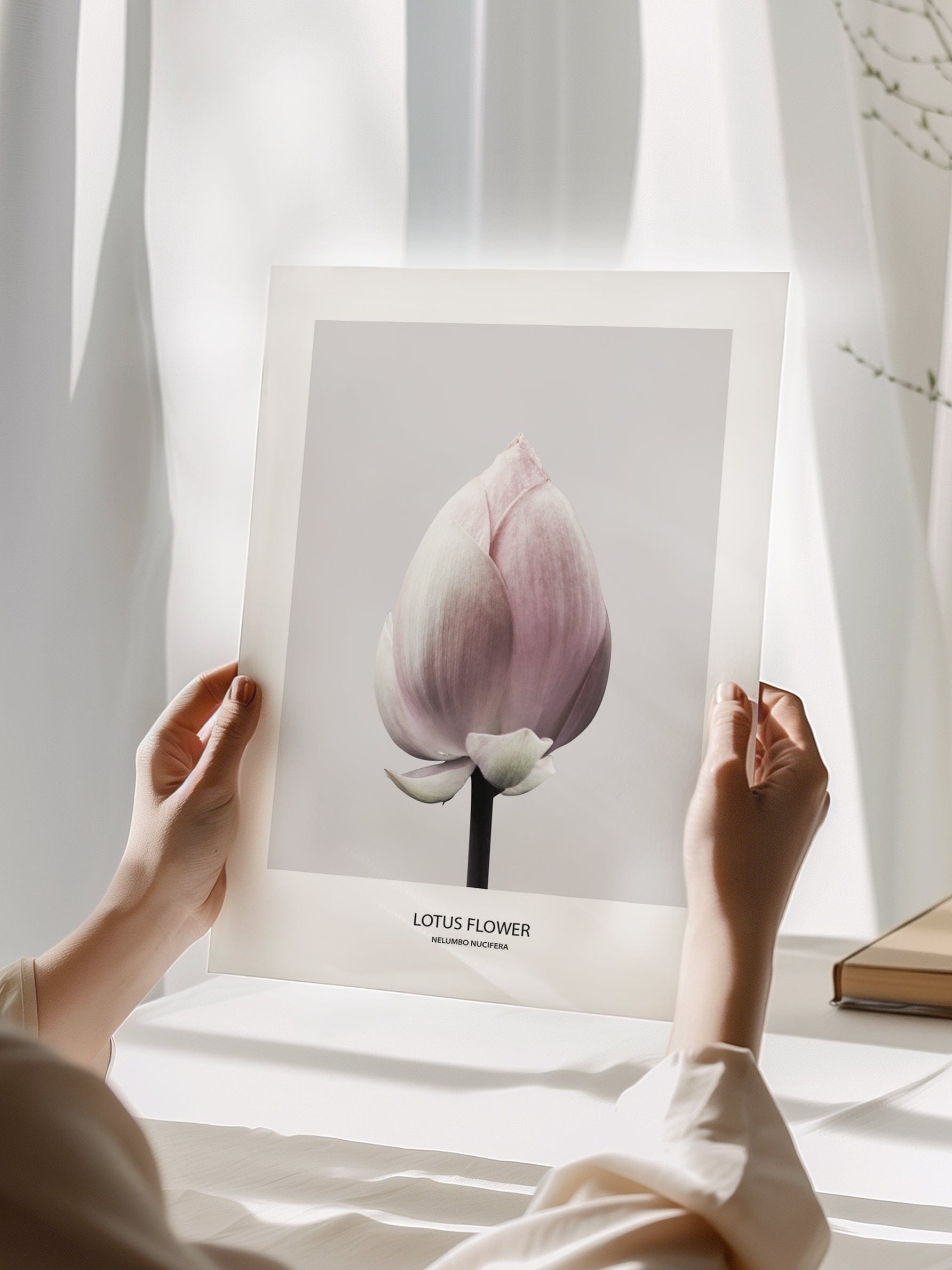 Lotus Flower Poster