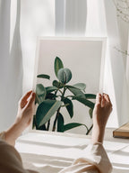 Rubber Plant Poster
