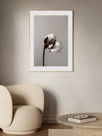 Cotton Plant Poster