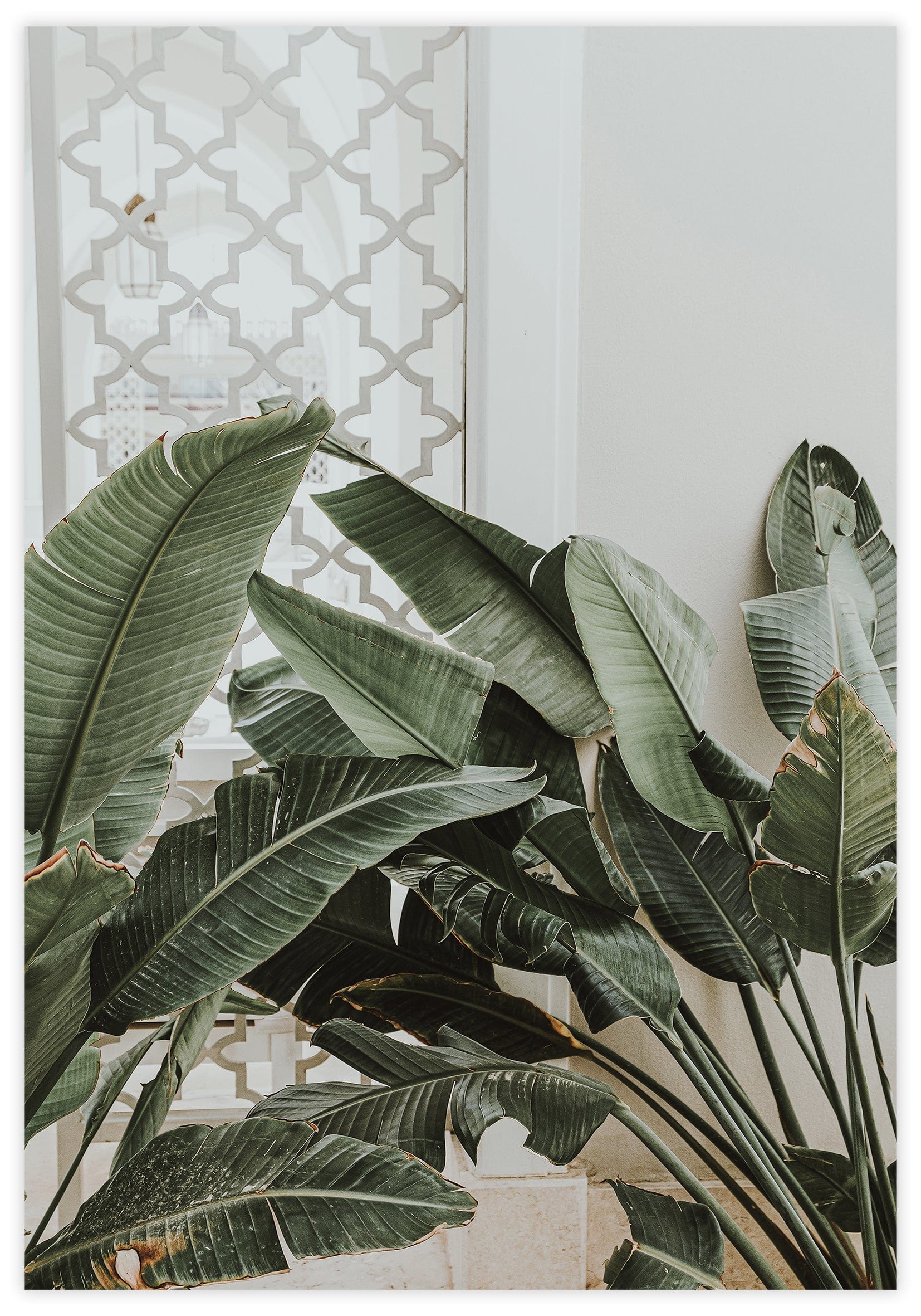 Green Plants no2 Poster