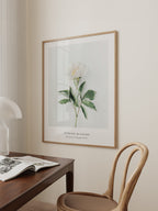 White Peony Poster