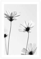 White Cosmos Poster